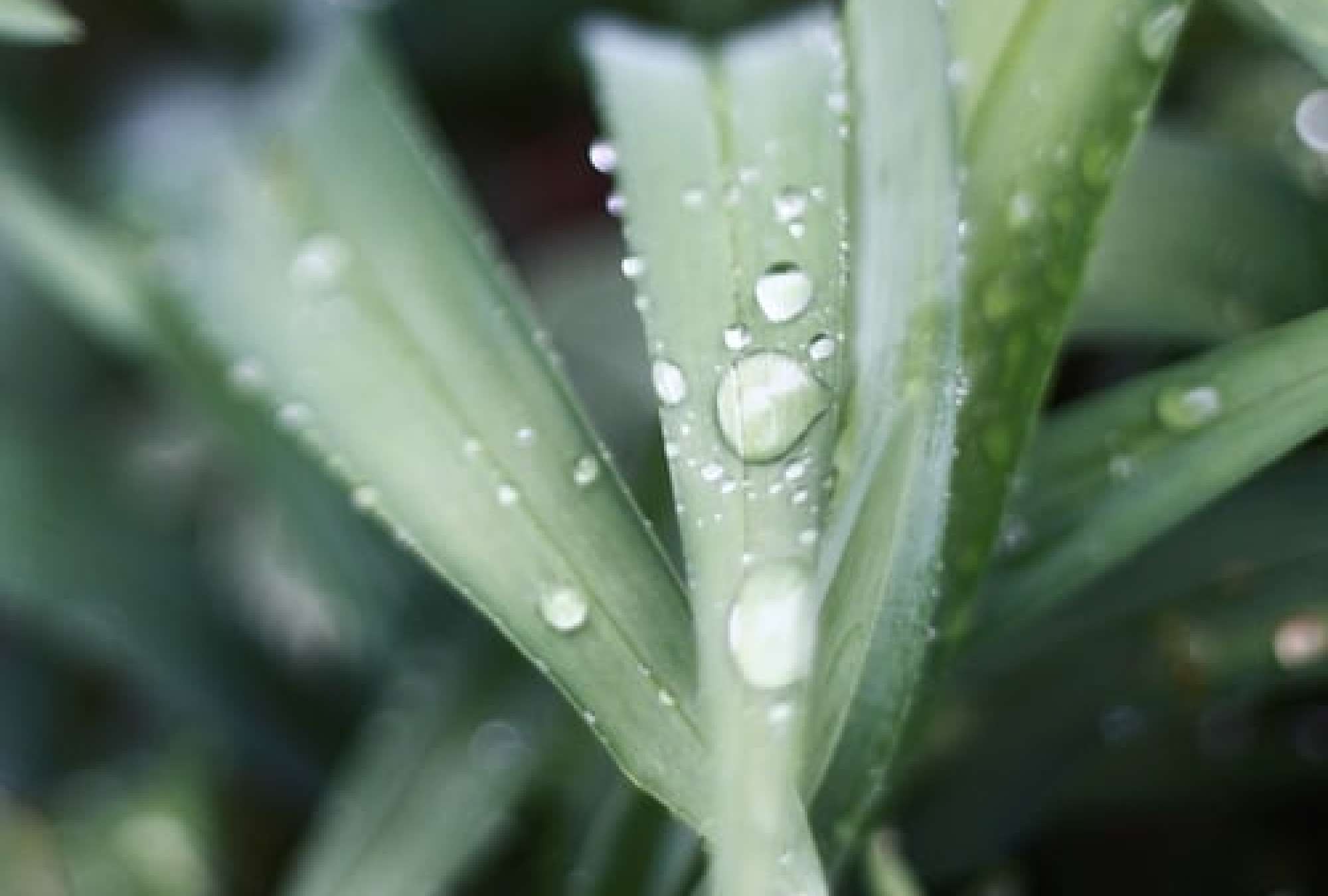 aloevera-1641901607.jpg – Spa