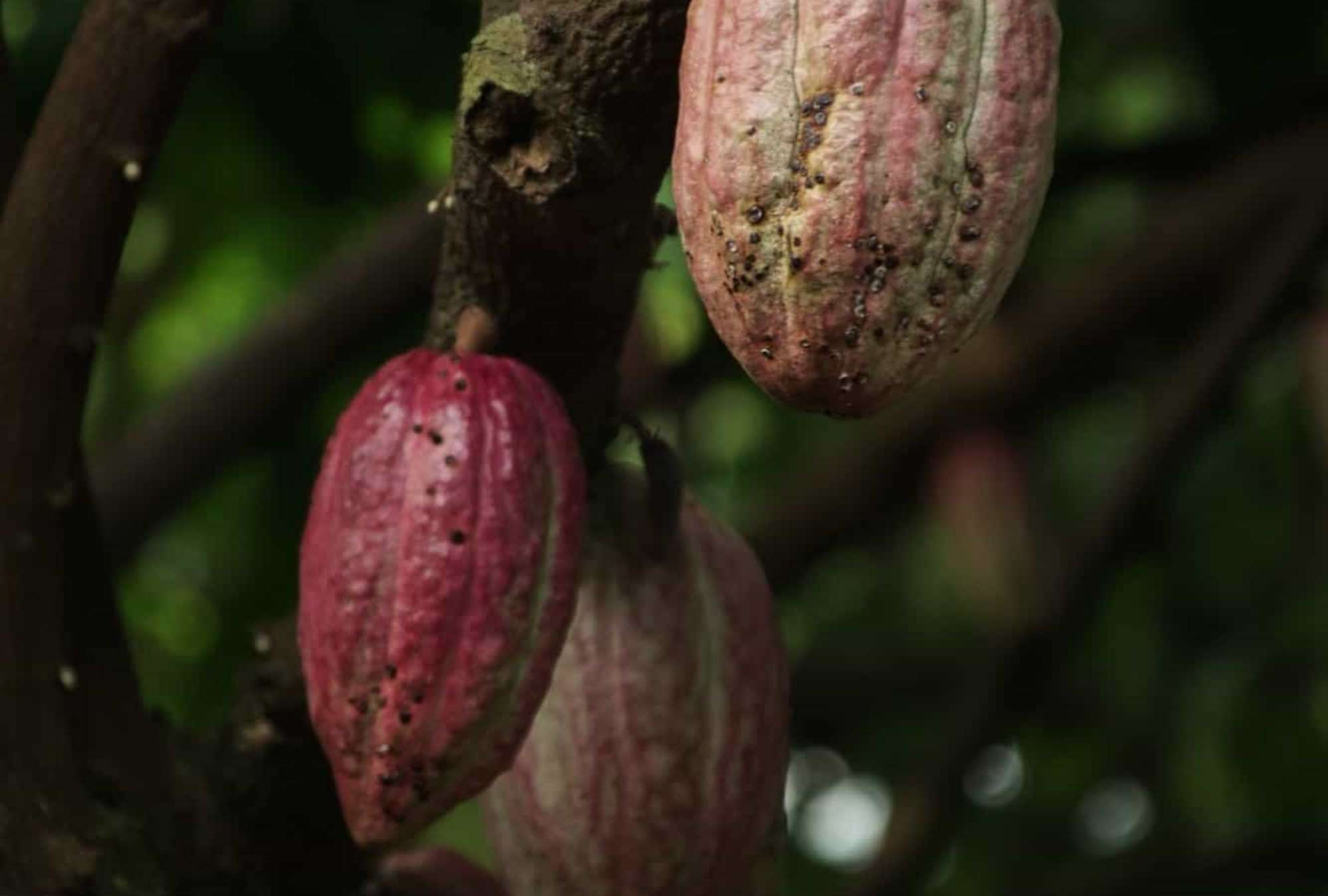cocoa-01.jpg – Spa