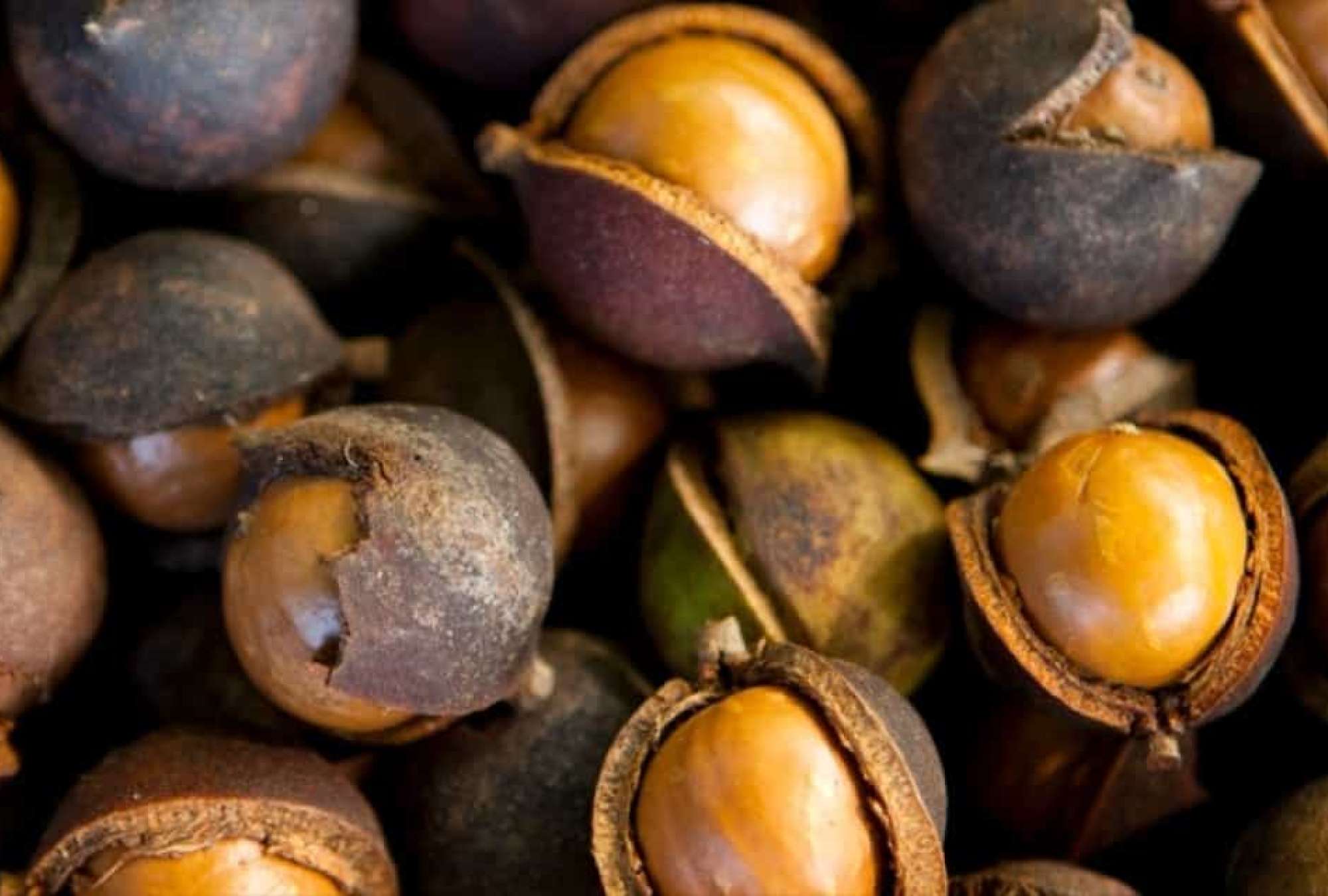 kakui-nut-tree-02.jpg – Spa