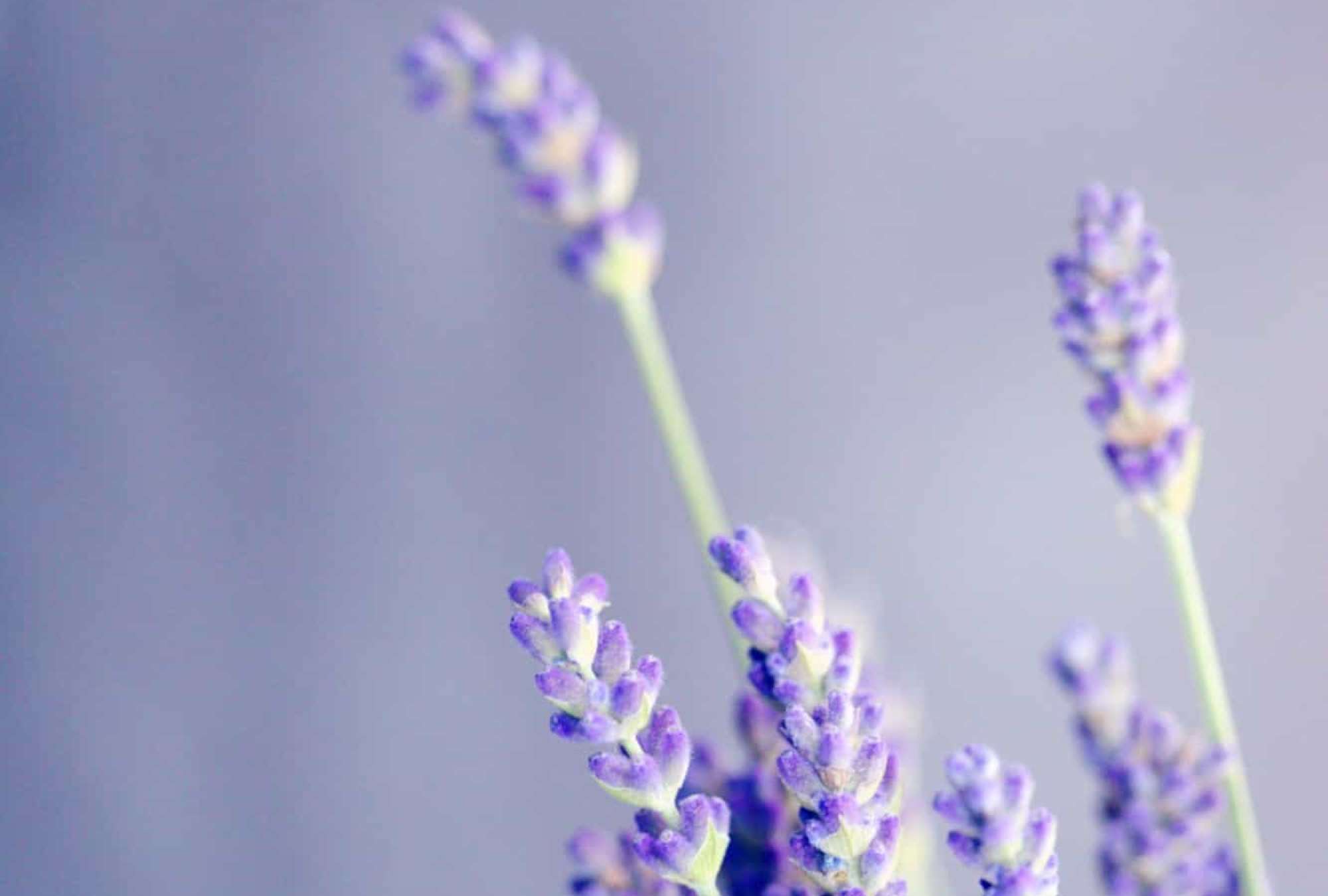 lavender-01.jpg – Spa