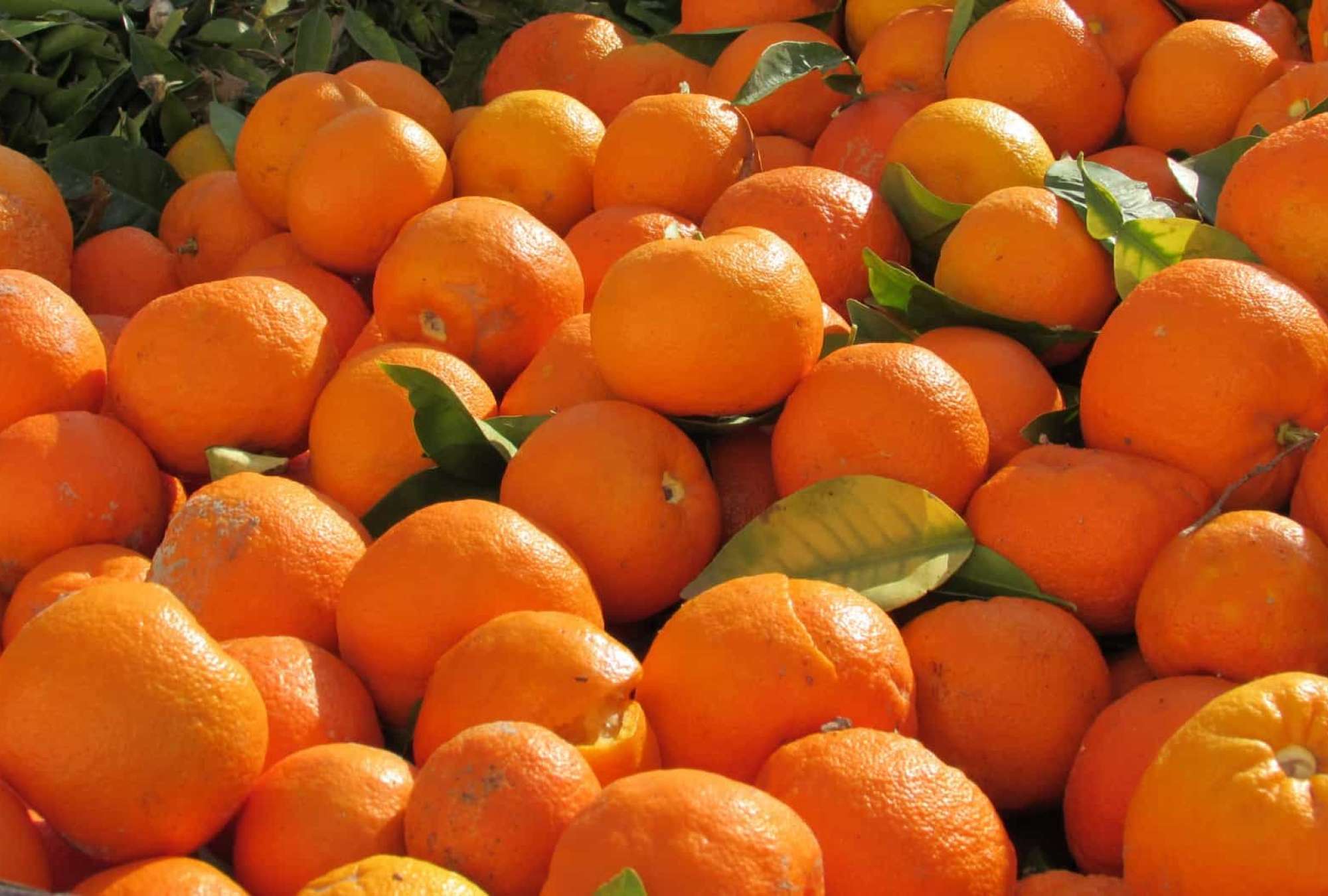 neroli-oil-bitter-orange-01.jpg – Spa