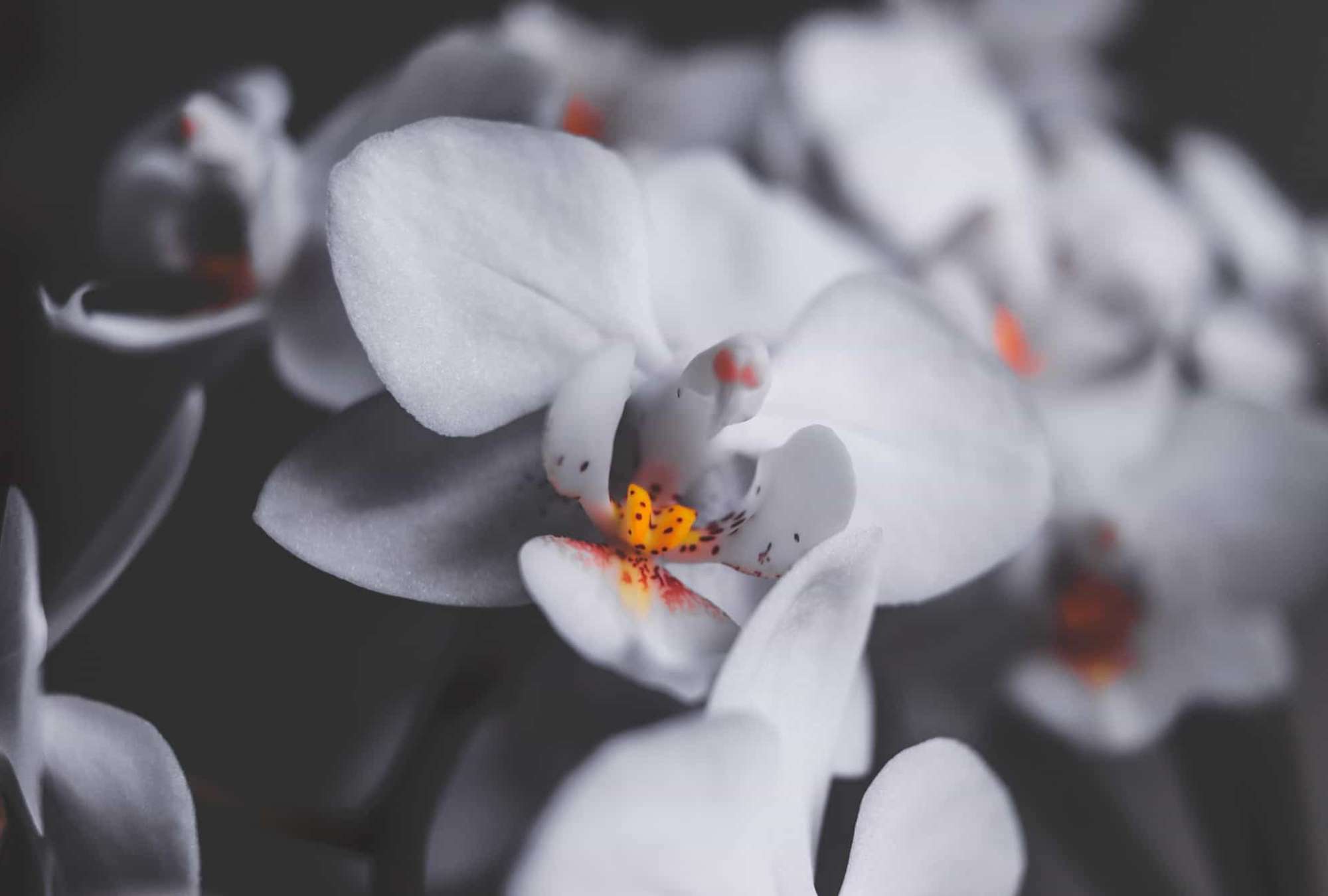 white-orchid-extract-03.jpg – Spa